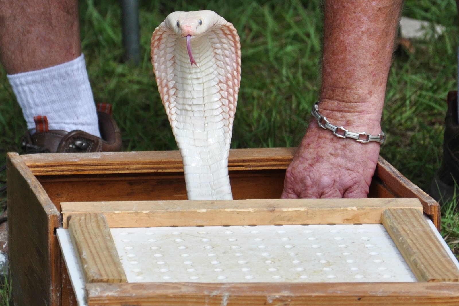 Rattle Snake Festival en San Antonio, Florida (13)