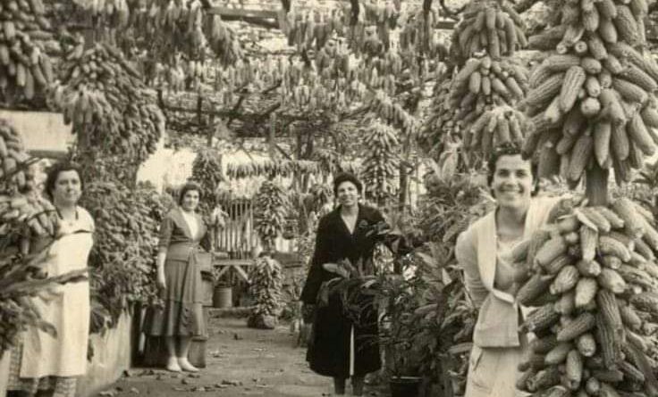 Secaderos de Piñas. Punta del Hidalgo, año 1950