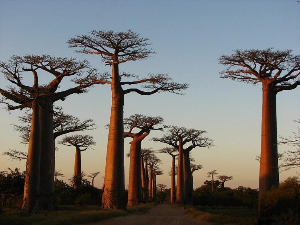 Avenida de Baobabs Madagascar