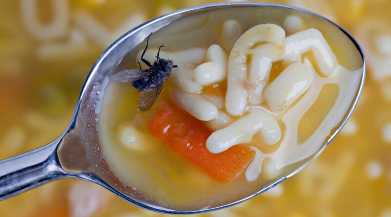 mosca en la sopa