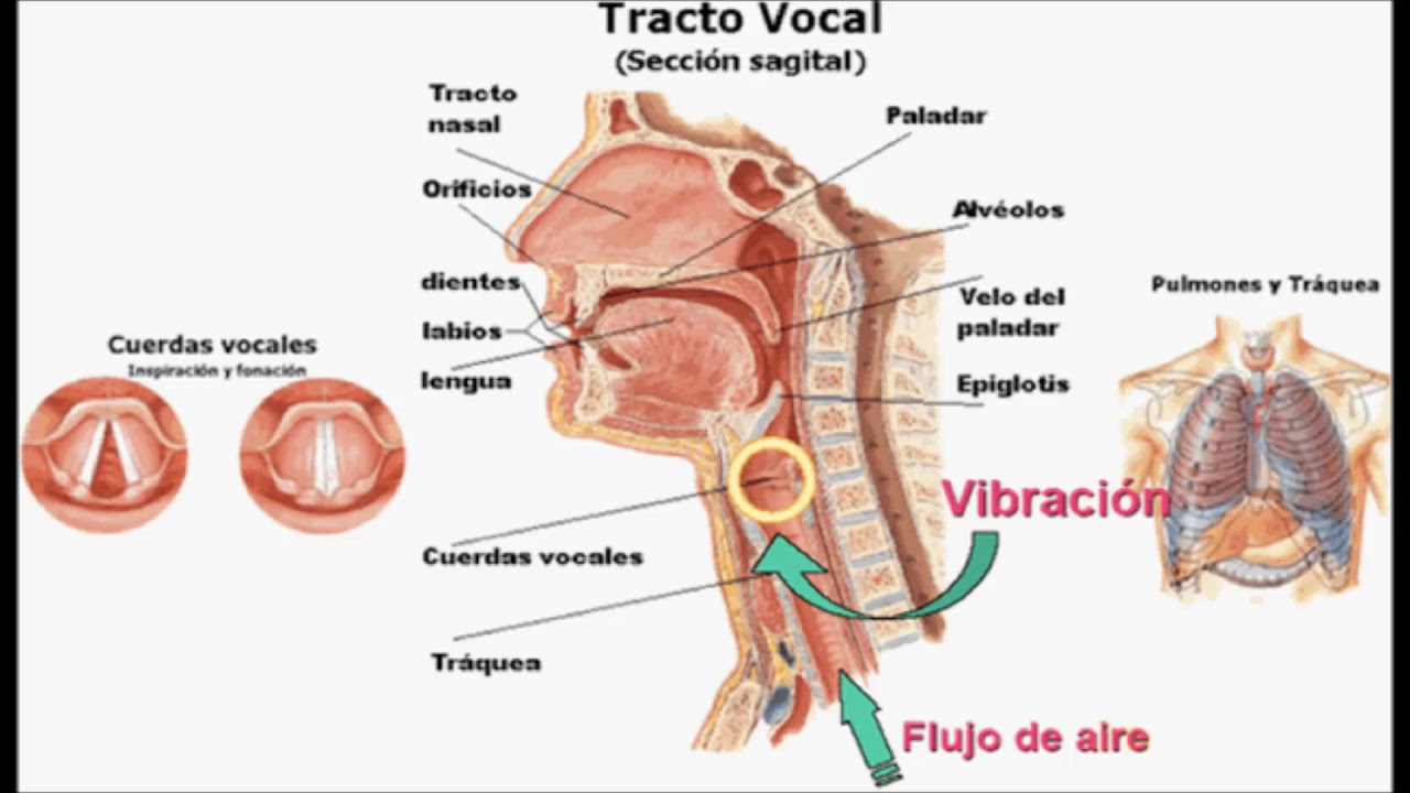 Tracto Vocal