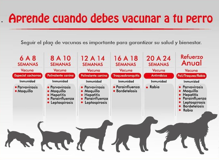secundarios de las vacunas en los perros - lamirillacontenidos