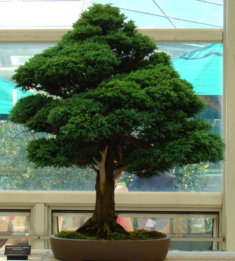 ▷ Bonsái artificial ¡Todo sobre los BONSAI!