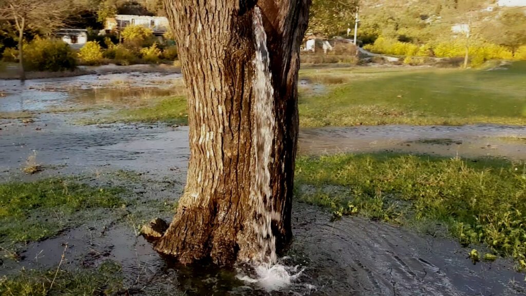 arbol cascada de Montenegro Dinoso