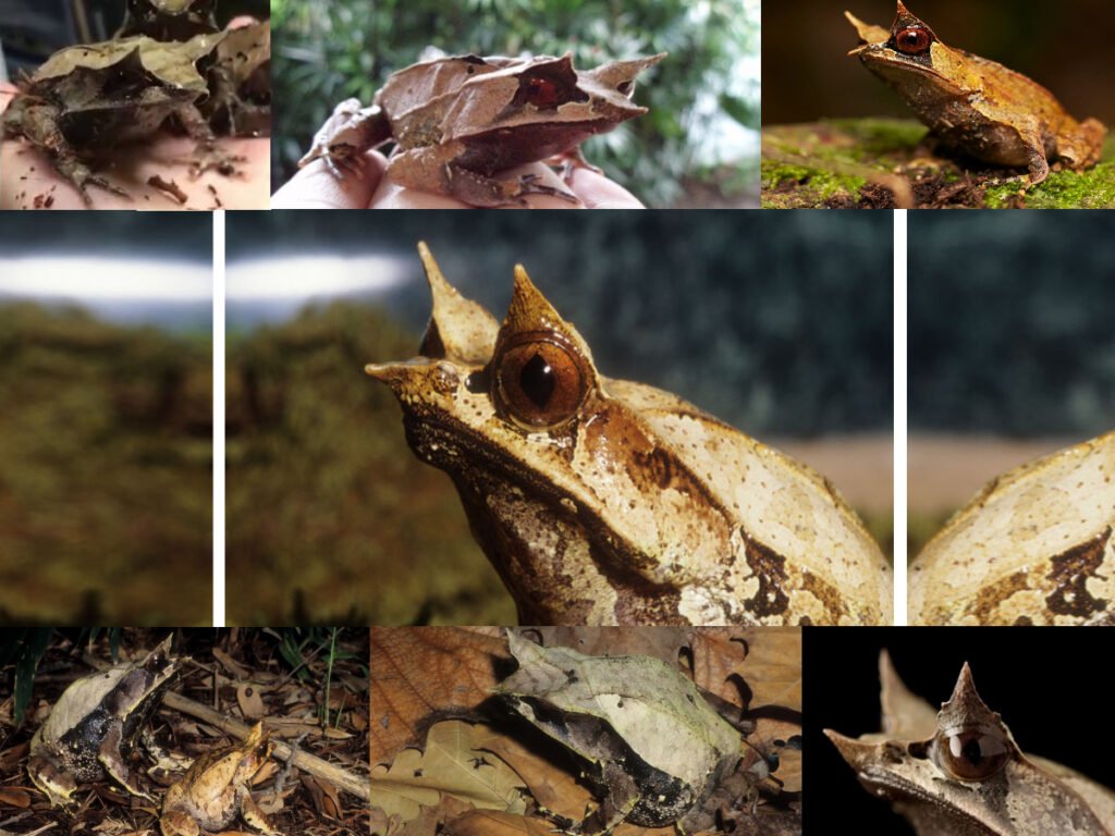 Rana cornuda malaya