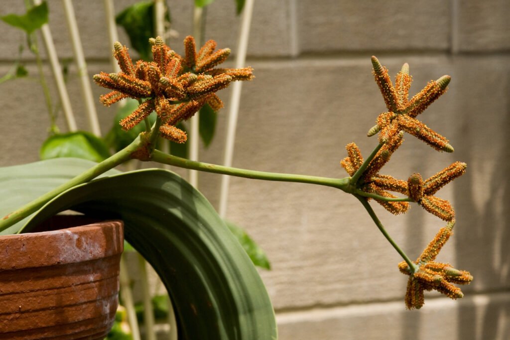 La Welwitschia mirabilis