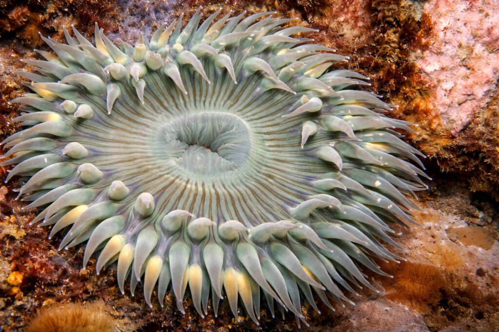 Anémona de mar verde en primer plano