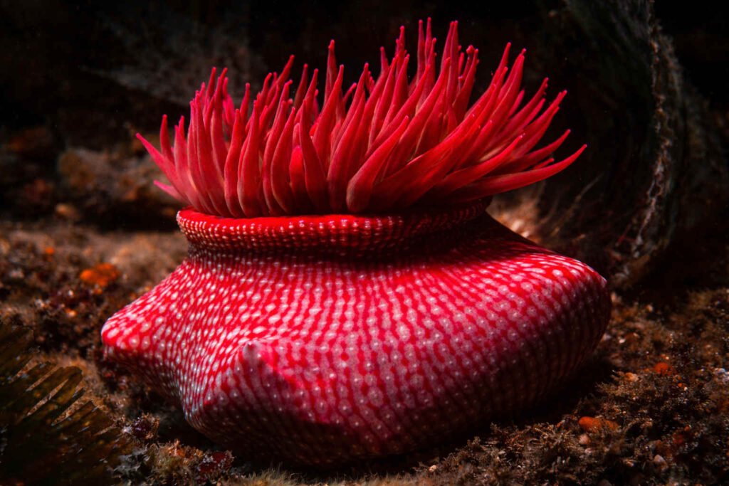 Anémona tomate de mar Actinia equina con tentáculos rojos y cuerpo moteado adherida a roca en fondo submarino