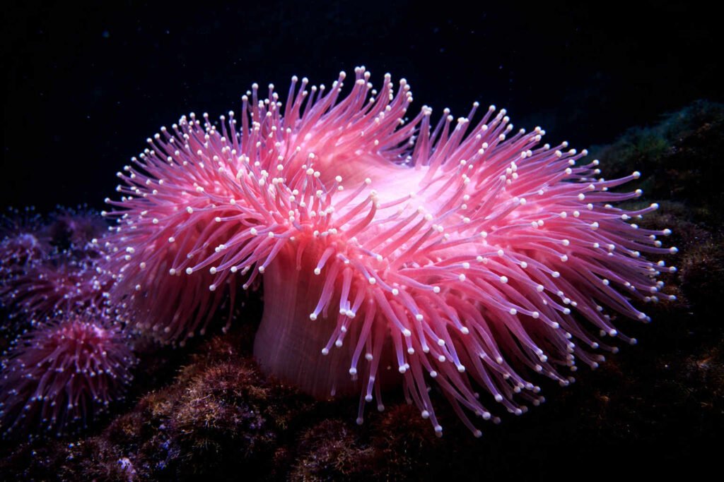Anémona marina rosada con tentáculos largos y puntas blancas sobre roca en fondo marino oscuro