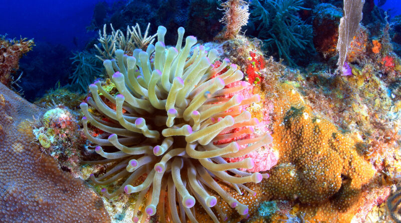 Las anemonas marinas fascinantes criaturas del océano
