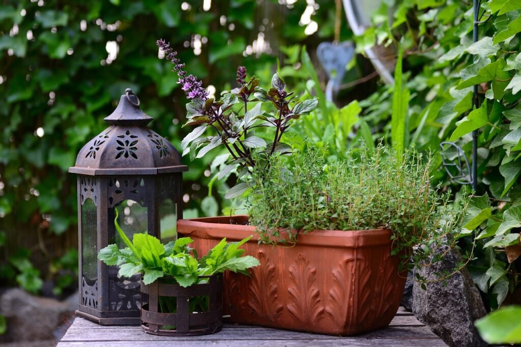 Plantas curativas