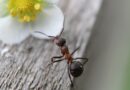 Hormigas, esos pequeños gigantes de la naturaleza