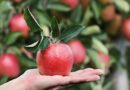 Los mejores árboles frutales para plantar en tu jardín