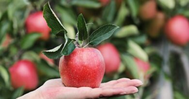 Los mejores árboles frutales para plantar en tu jardín