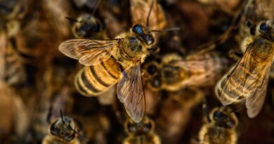 ¿Sabías que las abejas pueden reconocer rostros humanos?