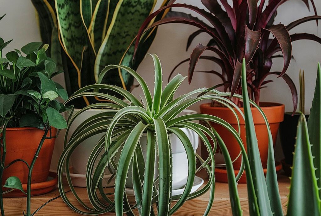Plantas purificadoras