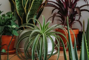 Plantas purificadoras