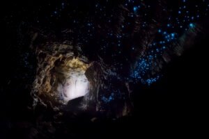 Waitomo Glowworm Caves