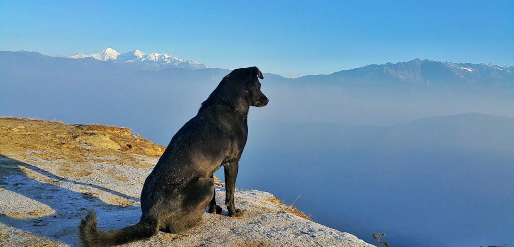 Perro mestizo negro observando un paisaje de montañas nevadas en los Pirineos, España