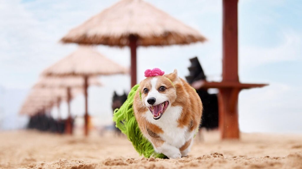 Corgi feliz de vacaciones corriendo por una playa de Santa Cruz de Tenerife, España