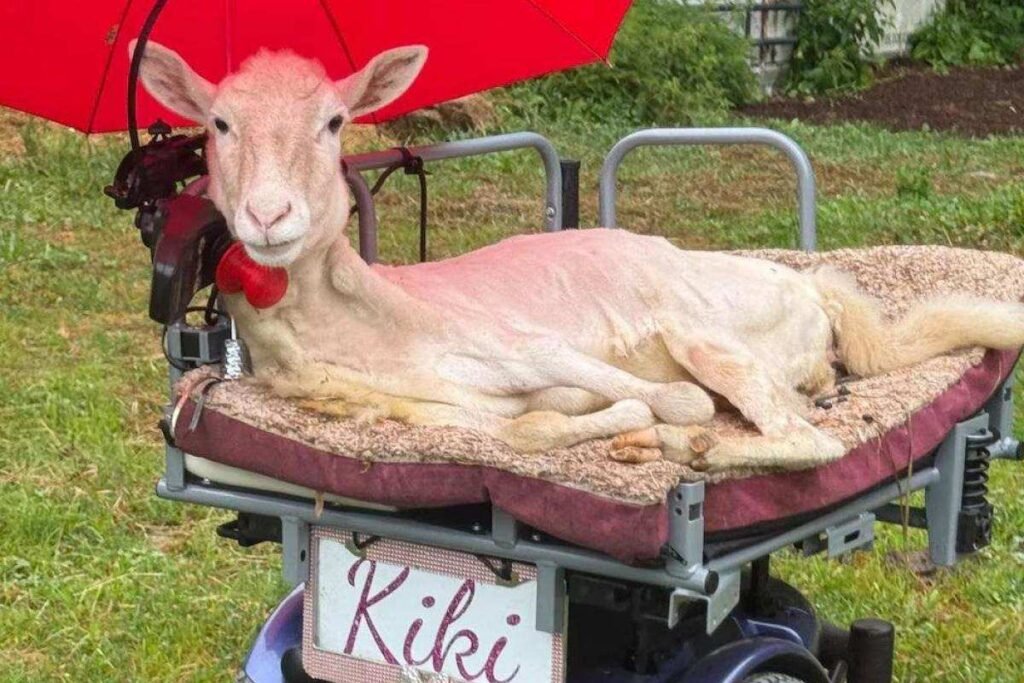 Imagen de Kiki, la oveja que encontró esperanza gracias al cuidado humano y una silla adaptada para su movilidad.
