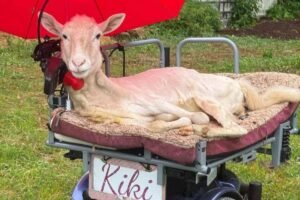 Imagen de Kiki, la oveja que encontró esperanza gracias al cuidado humano y una silla adaptada para su movilidad.