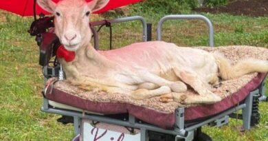 Imagen de Kiki, la oveja que encontró esperanza gracias al cuidado humano y una silla adaptada para su movilidad.