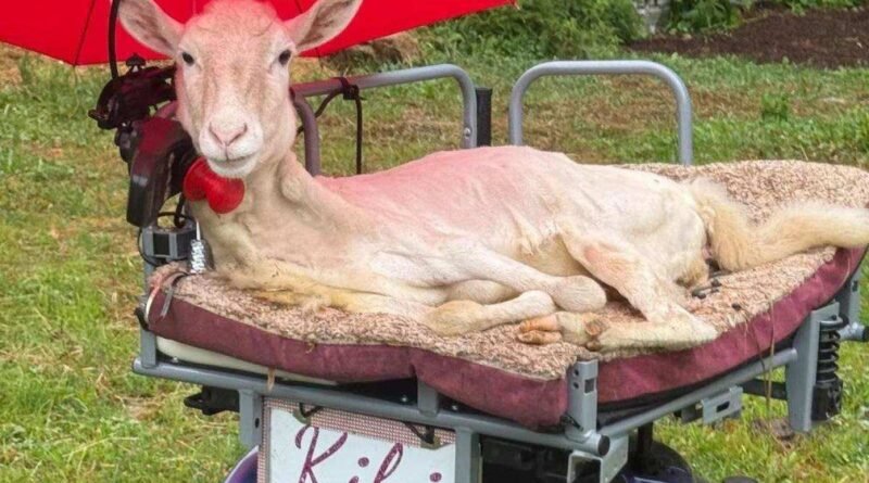 Imagen de Kiki, la oveja que encontró esperanza gracias al cuidado humano y una silla adaptada para su movilidad.